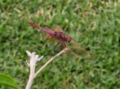 Trithemis annulata