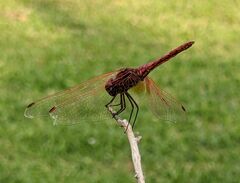 Trithemis annulata