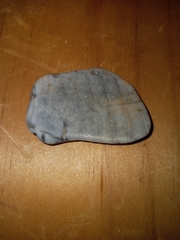 Dinocardium robustum