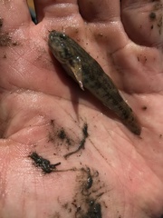 Bathygobius soporator