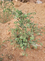 Trichodesma zeylanicum