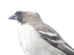 Plocepasser mahali mahali