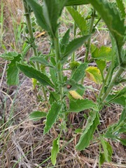 Nidorella auriculata