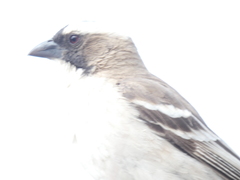 Plocepasser mahali mahali