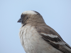 Plocepasser mahali mahali