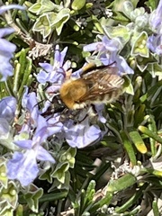 Thoracobombus