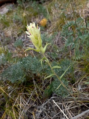 Castilleja pallida