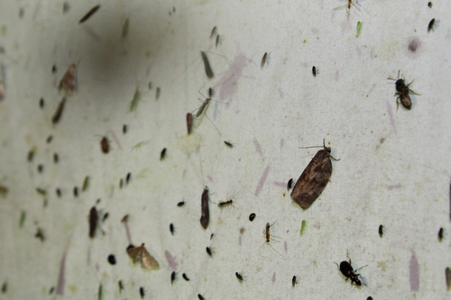 Large Aspen Tortrix photo 4