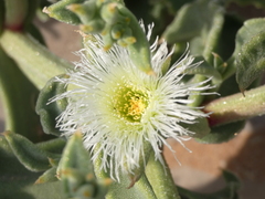 Mesembryanthemum crystallinum