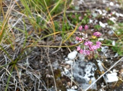 Allium rubens