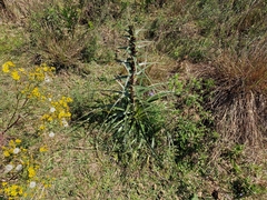 Eryngium horridum