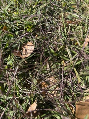 Digitaria sanguinalis