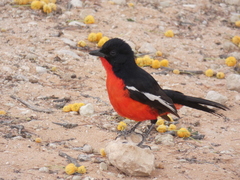 Laniarius atrococcineus