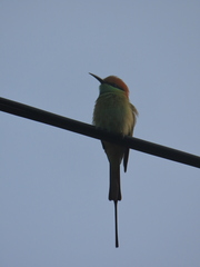 Merops orientalis