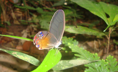 Haetera piera