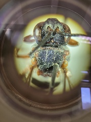 Epeolus scutellaris