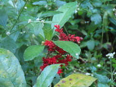 Rauvolfia serpentina