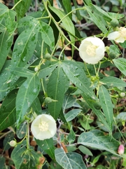 Gossypium thurberi