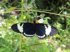 Heliconius cydno lisethae