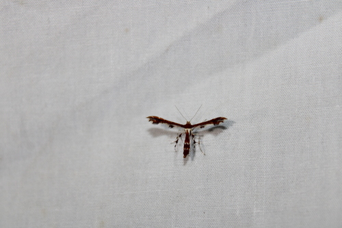 Himmelman's and Busck's Plume Moths photo 3