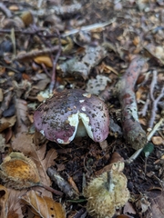Russula