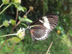 Heliconius cydno lisethae