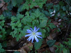 Anemonoides apennina