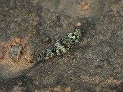 Trimerotropis saxatilis