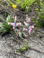 Lachenalia orchioides