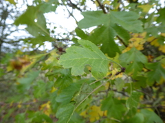 Crataegus monogyna