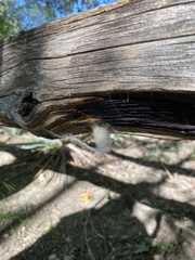 Latrodectus geometricus
