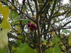 Crataegus monogyna