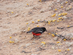 Laniarius atrococcineus
