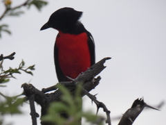 Laniarius atrococcineus