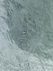 Archosargus probatocephalus