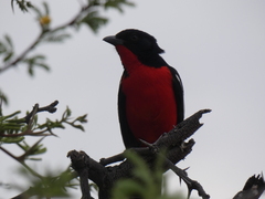 Laniarius atrococcineus