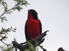 Laniarius atrococcineus