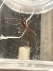 Ophion obscuratus