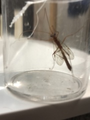 Ophion obscuratus