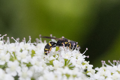 Ectemnius stirpicola
