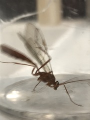 Ophion obscuratus