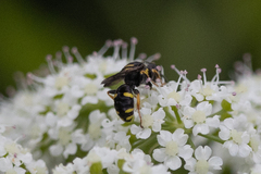 Ectemnius stirpicola