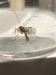 Ophion obscuratus