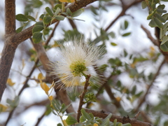 Albizia anthelmintica