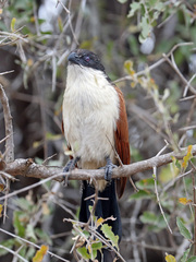 Centropus superciliosus burchellii