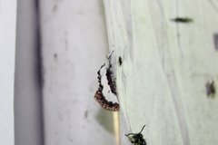 Eudryas unio