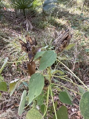 Hibiscus lasiocarpos