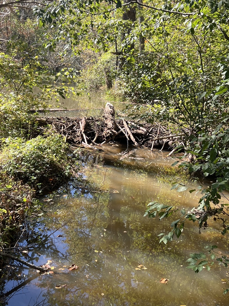 american-beaver-from-fork-shoals-rd-greenville-sc-us-on-october-21