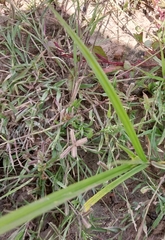 Dactyloctenium aegyptium