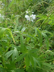 Sidalcea candida